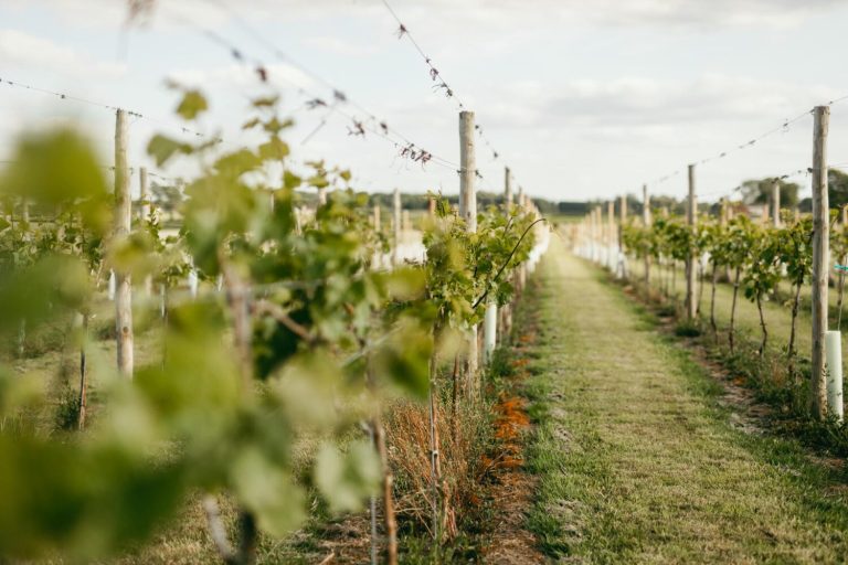 vineyard 2